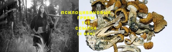 ПСИЛОЦИБИНОВЫЕ ГРИБЫ Снежногорск