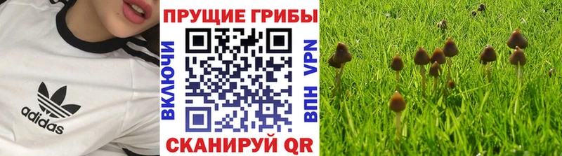 Галлюциногенные грибы прущие грибы  Купить закладки  Грязовец 